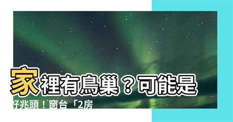 家裡窗戶有鳥巢|【家有鳥巢】家有鳥巢，居家風水亨通！揭開野鳥築巢。